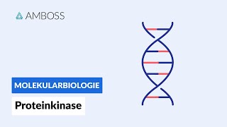 Proteinkinasen  Biochemie  AMBOSS Video [upl. by Yht]