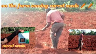 Kevin sowing carrot seeds 🥕🥕EP 3 on the farm [upl. by Lansing]