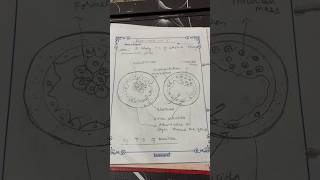 To study TS of blastula by permanent slide class 12 biology practical [upl. by Debo]