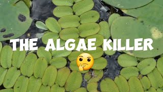 Salvinia Beauty or Beast for Aquascape [upl. by Aronaele182]