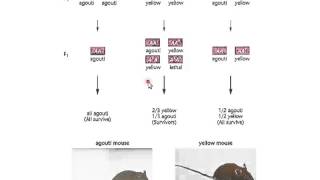 Recessive and Dominant Lethal Allele Lecture [upl. by Nadeen]