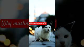 Why Muslims Love Cats 🐱cat islam ytshorts viralshorts prophetmuhammad [upl. by Kaltman]