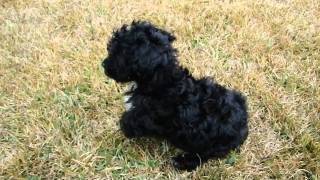 Black Toy Poodle [upl. by Massimiliano300]