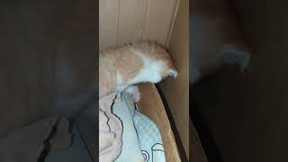 Most hilarious CATS that will make you LAUGH Best CAT VIDEOS 2024 [upl. by Dominus]