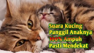 Suara Pikat Kucing Auto Nyamperin  Suara Kucing Memanggil Anaknya [upl. by Huber]