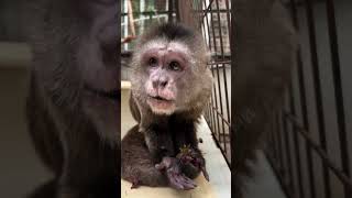 This Monkey Looks Like Dobby [upl. by Muirhead]