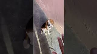 Beagle dog stay Training beagle dog tarning tips trending viralvideos shortvideos ￼ [upl. by Aniratak290]