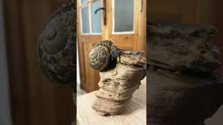 Snail eating Timelapse music timelapse snail video [upl. by Zosi]