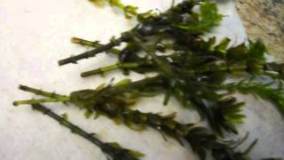 Propagating Aquatic Plants Why its important and how to [upl. by Byrn]