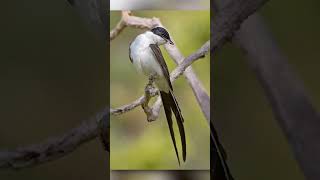 quotGraceful acrobat of the skies – the Forktailed Flycatcher in flightquot forktailed birds viral [upl. by Berenice158]