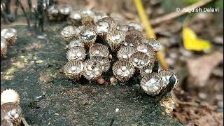 Cyathus striatus  A bird nest fungus [upl. by Napas]