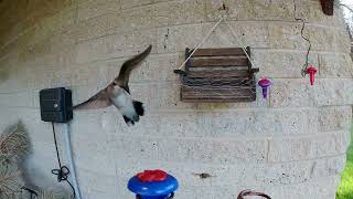 Wasp chasing Hummingbird 07 Aug 2024 [upl. by Siegfried]