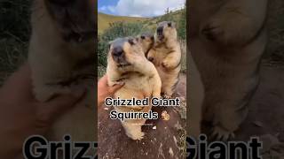 Meet the majestic Grizzled Giant Squirrel GrizzledGiantSquirrel GiantSquirrel SquirrelLove [upl. by Schaumberger]