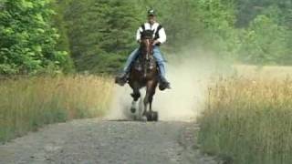 Reverand Homer  Single Footer Stallion [upl. by Bensky558]