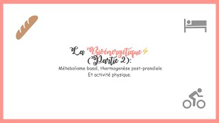 La Bioénergétique⚡️ Partie 2 métabolisme basal thermogenèse postprandiale activité physique [upl. by Rains110]