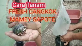 Cara Menanam Fresh Cangkok Mamey Sapote [upl. by Lurline]