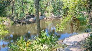 Econlockhatchee River Resurrection Fern amp Bromeliads at Barr Street Little Big Econ State Forest [upl. by Cordi409]