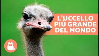 10 CURIOSITÀ sugli STRUZZI 🪶 Pesano 160 kg Depongono Uova GIGANTI [upl. by Atil734]