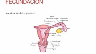 ✅ PRIMERA SEMANA  EMBRIOLOGÍA 📚 DESARROLLO EMBRIONARIO HUMANO  GESTACIÓN  EMBARAZO [upl. by Imeka]