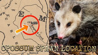 Opossum Spawn Location Red Dead Redemption II [upl. by Obelia]