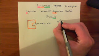 Introduction to Apoptosis  The Caspase Enzymes Part 1 [upl. by Nylaj]