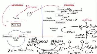 lipogénesis Bioquímica [upl. by Helmut]