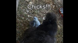 Silkie Chicks amp Mama [upl. by Aleydis273]