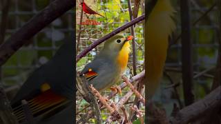 Chinese Nightingale Singing  Pekin Robin  Bird Song  Bird Sounds  Aviary Birds [upl. by Alwin339]