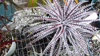 Dyckia bromeliads explained care and maintenance of dyckia [upl. by Maribeth]