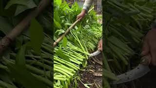 Pick natural vegetables [upl. by Esir]