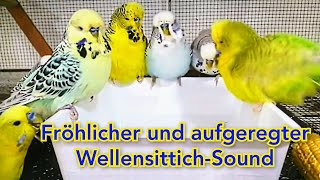 Fröhlicher und aufgeregter WellensittichSound  Ihre Vögel werden sich über diesen Sound freuen [upl. by Valeda]