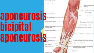 aponeurosis  bicipital aponeurosis medicoslecturerbyap anatomy [upl. by Haela]