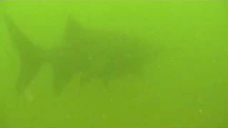 Paddlefish Swimming in Hemms Lake  Piqua OH [upl. by Auhs]