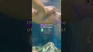 How Many Years Does A Turtle Live animallover animals facts viralvideo funny [upl. by Anailuy240]