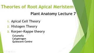 Theories of Root Apical Meristem [upl. by Ynnam]