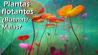 162🔸🌸 Plantas flotantes en el acuario comunitario ¿Buenas o malas [upl. by Dibri]