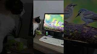 Gata bisteca assistindo TV [upl. by Nerua376]