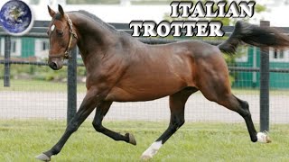 TOP Beautiful Italian Trotter Horse in the World [upl. by Barret]