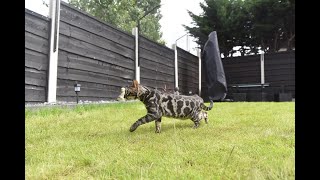 How to DIY Cat Proof Your Garden Fence or Wall [upl. by Shaia]