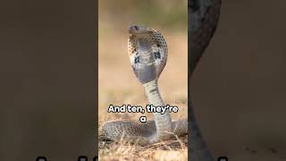 Exploring 10 Facts About the King Cobra [upl. by Haley13]