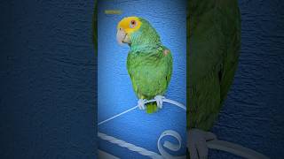 El Amor de tu vida Loro que Habla Loros Hablando Shorts parrot animals humor birds amor ave [upl. by Amrita307]