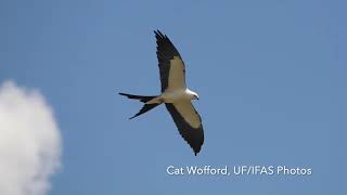 Story Map Natural Area  Swallowtailed Kites [upl. by Lagasse]