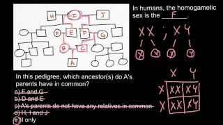 How to analyse a pedigree and find common ancestor by dissent [upl. by Nahttam]