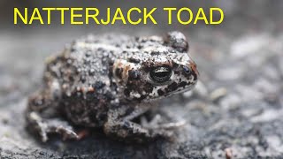 Natterjack Toad Epidalea calamita  European Herptiles [upl. by Penn]