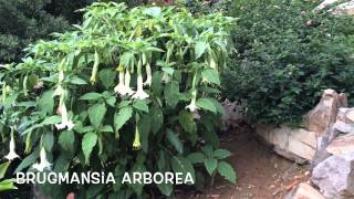 Brugmansia arborea Garden Center online Costa Brava  Girona [upl. by Sirhc]