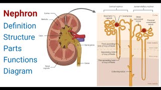 Nephron Definition Structure Physiology Functions [upl. by Acirederf619]