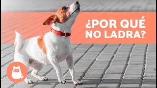 ¿Por qué mi PERRO NO LADRA nunca 🐶🔇 4 Motivos [upl. by Oicnerolf900]