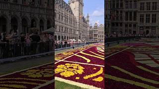 FLOWER CARPET BELGIUM 🇧🇪 2024 [upl. by Valry]