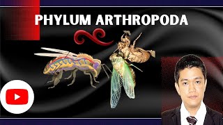 VET PARA 1  Phylum Arthropoda Part 2  Chapter 3 [upl. by Lyrad]