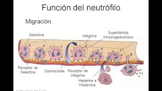 Funcion de los Neutrofilos [upl. by Albin]